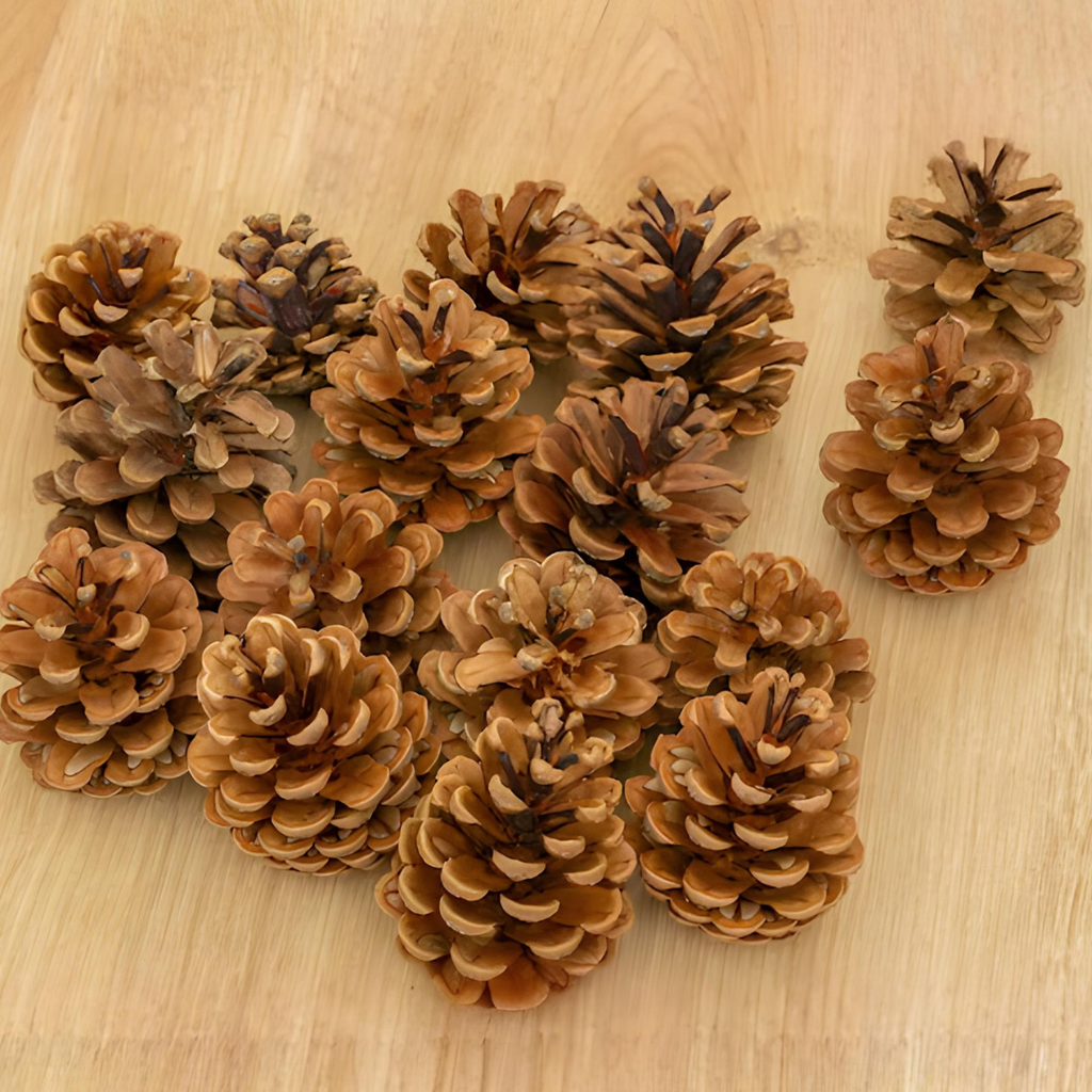 Pinhas Naturais Decorativas Natal - Kit 20 unidades